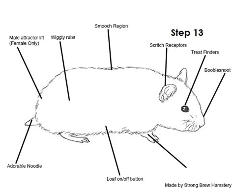 Hamster Anatomy & Body Parts: Healthy vs Problem